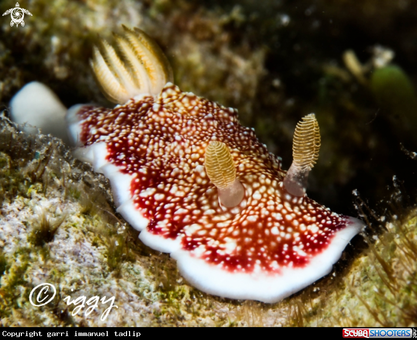 A nudibranch
