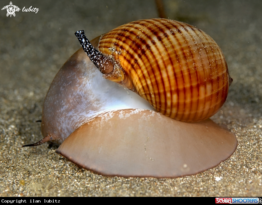 A sea shell
