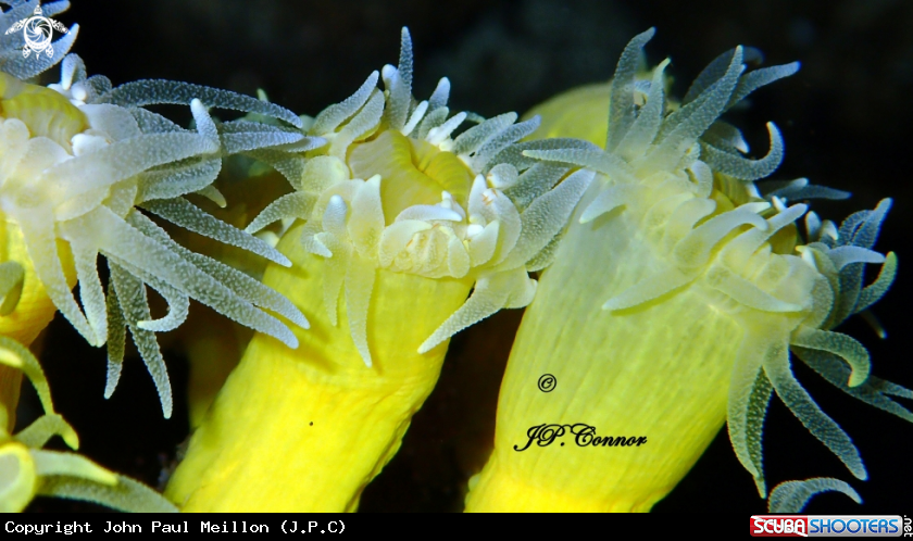 A Corail jaune solitaire