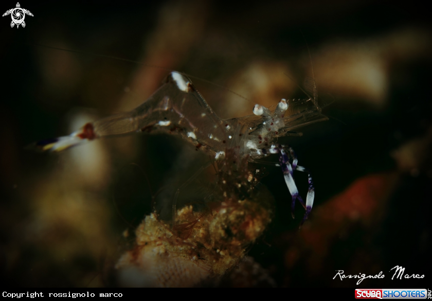 A commensal shrimp