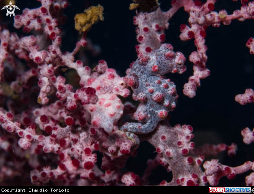 A Hippocampus Bargibanti