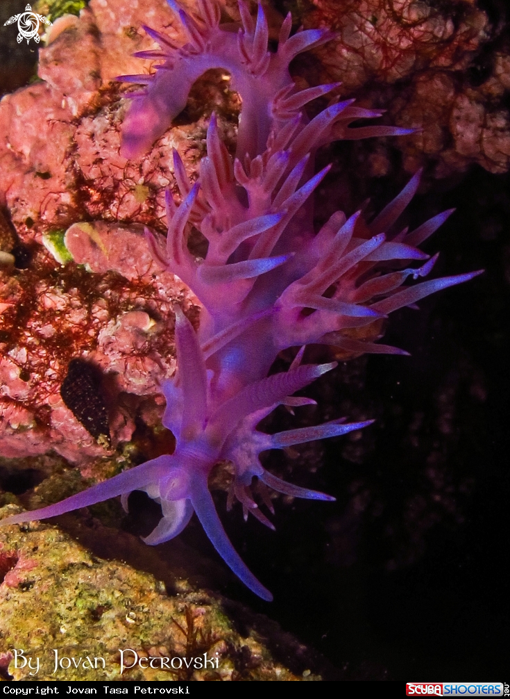 A Purple flabeline.