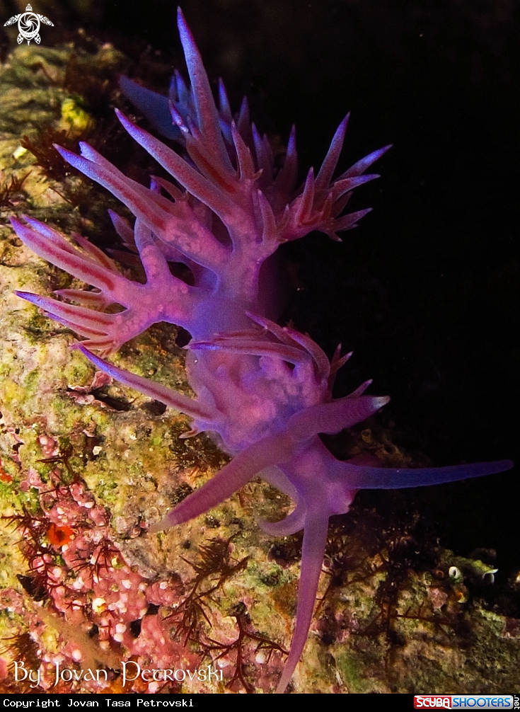A Purple flabeline.