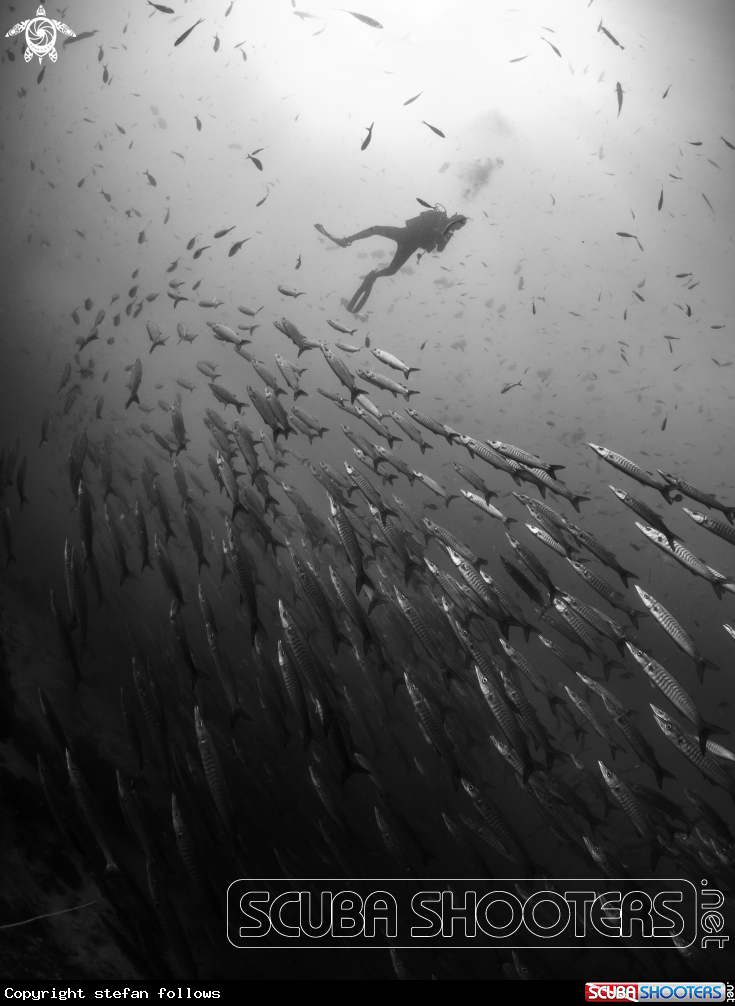 A Chevron Barracuda