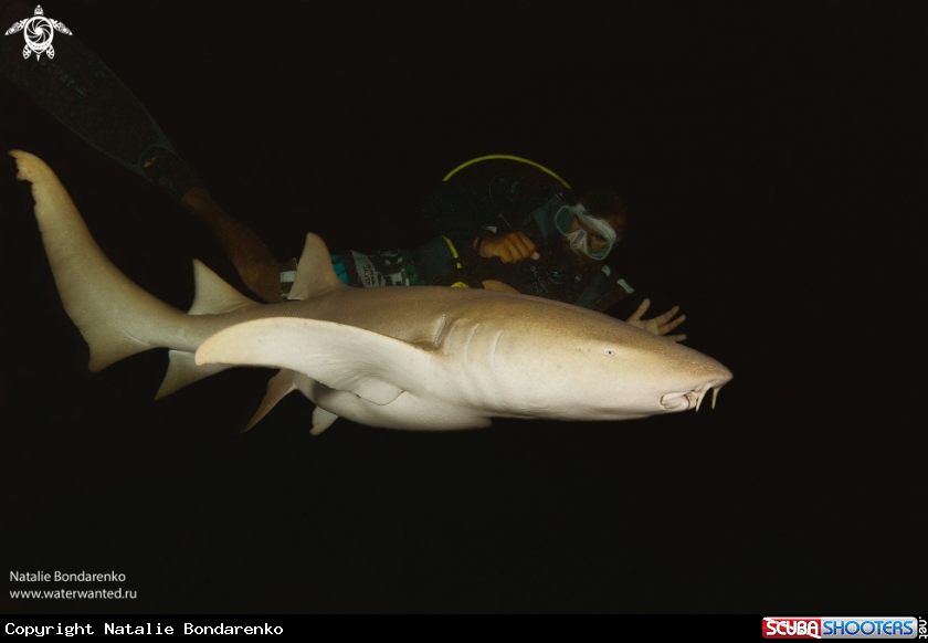 A Nurse shark