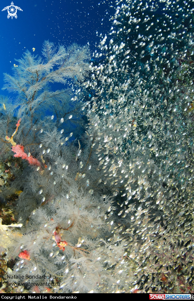 A Glass fishes
