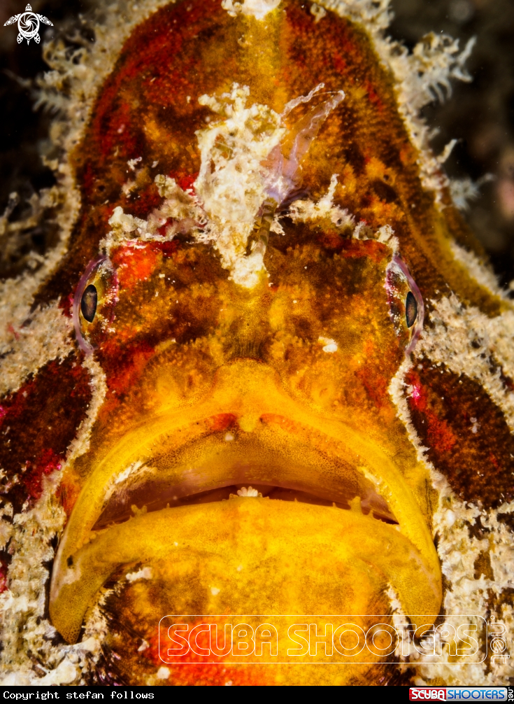 A Frogfish