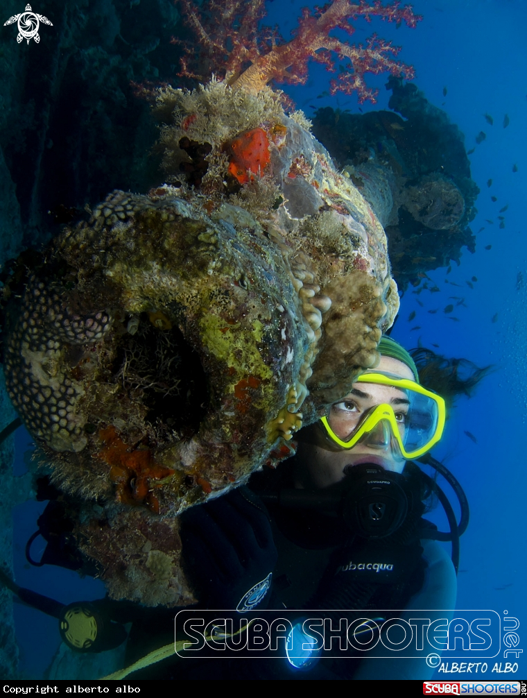 A Cañon de popa del THISTLEGORM