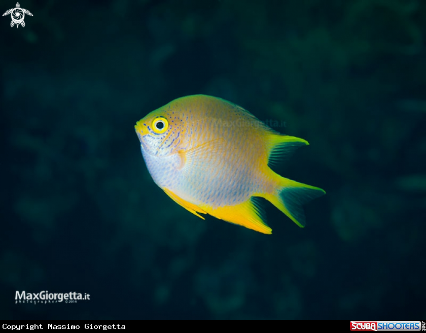 A castagnola gialla
