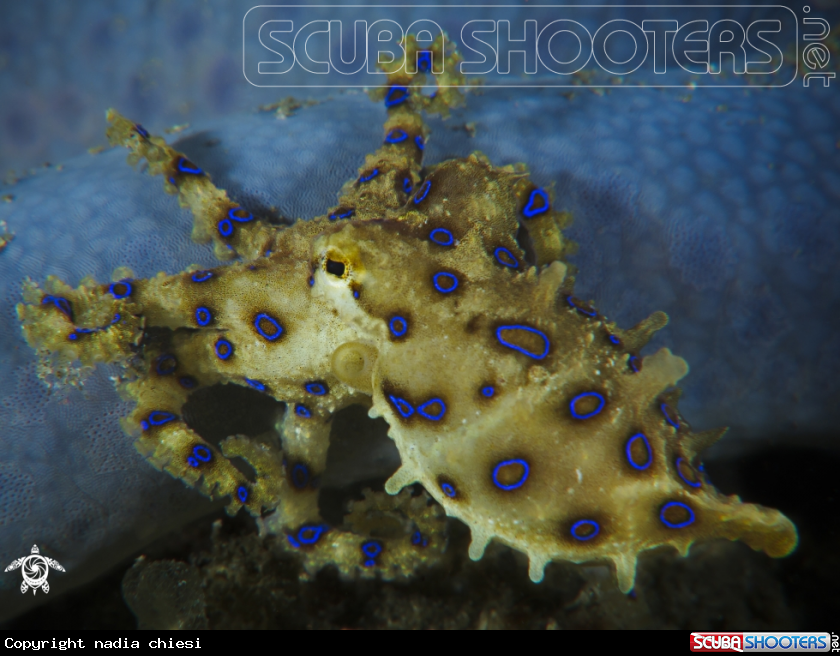 A underwater creature