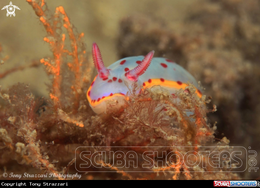A Bennett's Hypselodoris