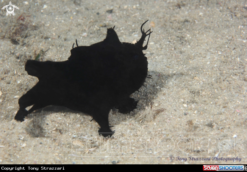 A Black anglerfish