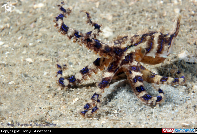 A Blue-lined Octopus