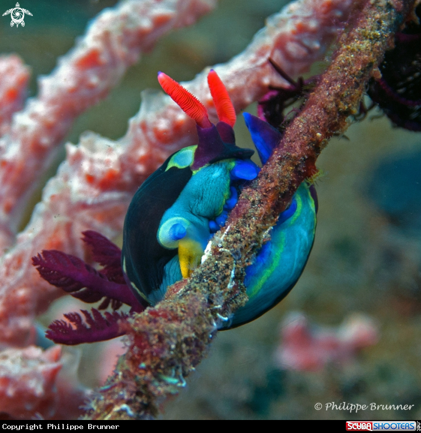 A Nudibranch