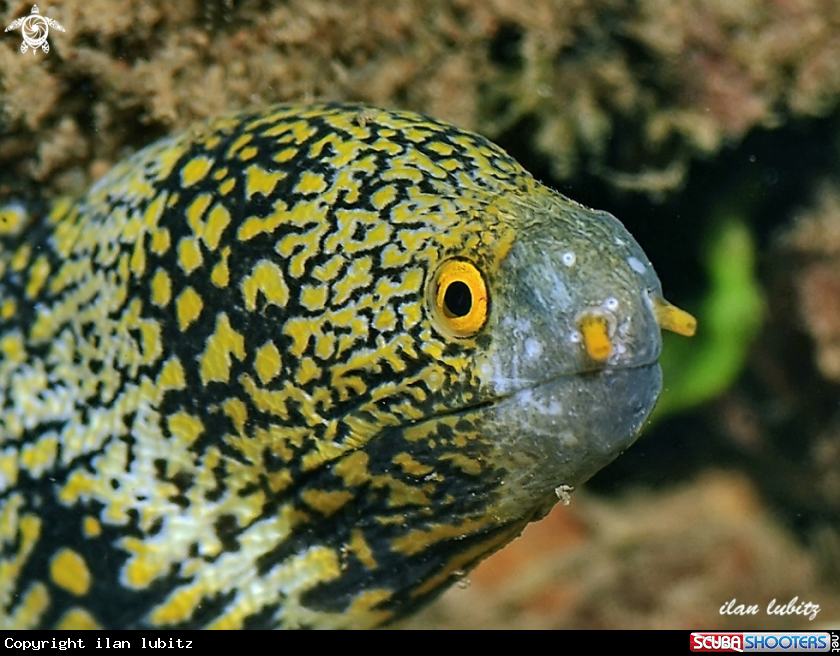 A Eel
