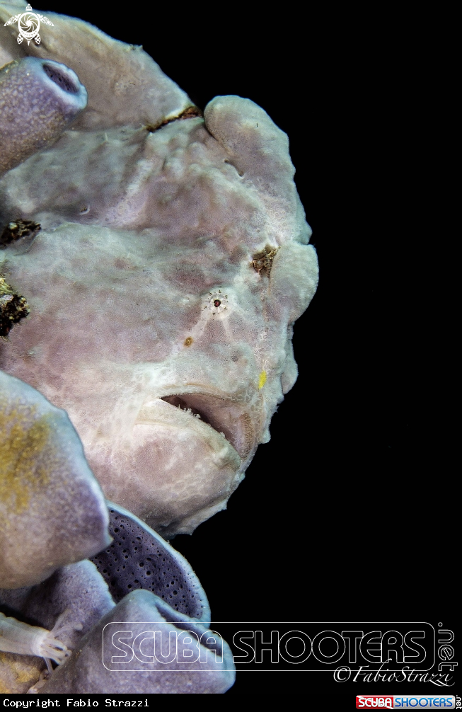 A Frogfish 