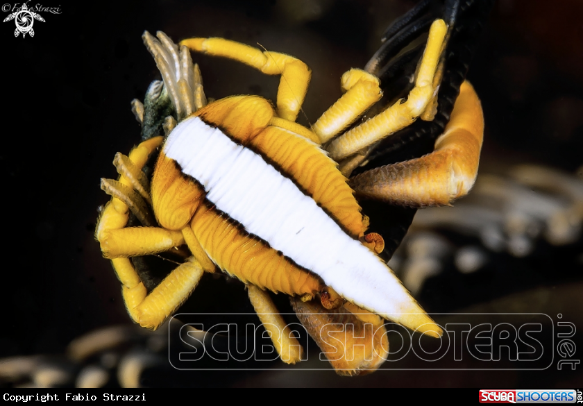 A Squat Lobster