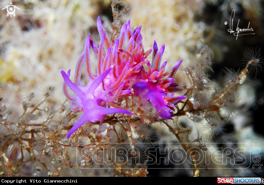 A Flabellina affinis