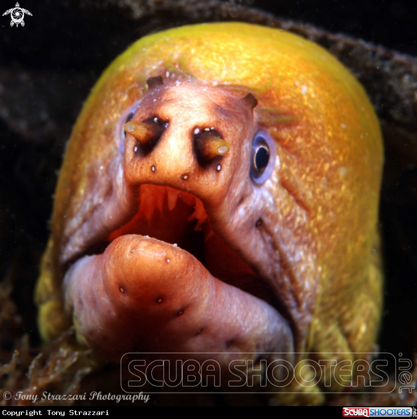 A Green moray