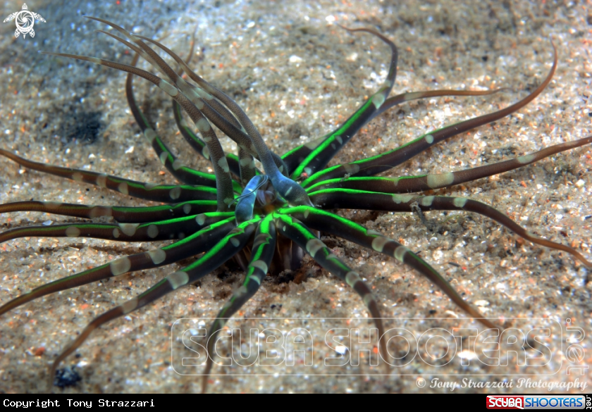 A Undescribed sea anemone