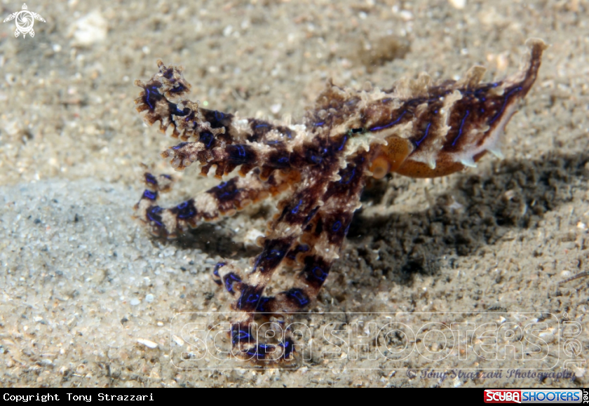 A Blue-lined octopus