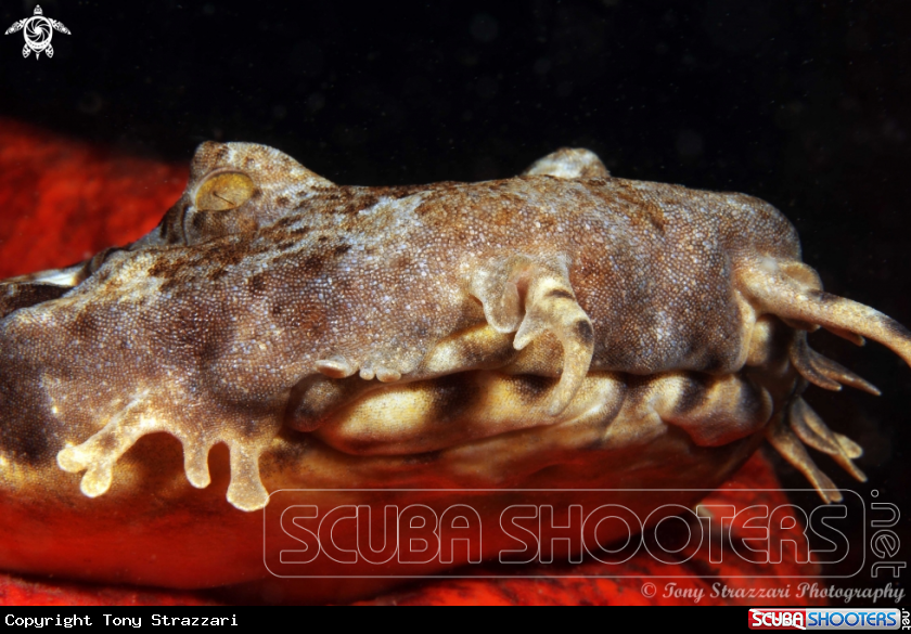 A Dwarf ornate wobbegong