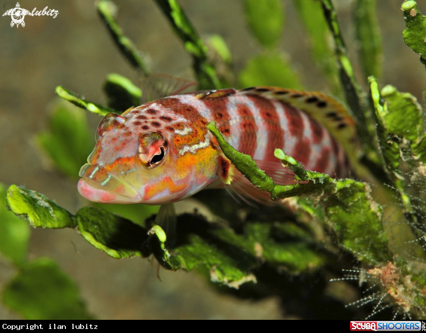 A Dwarf Hawkfish