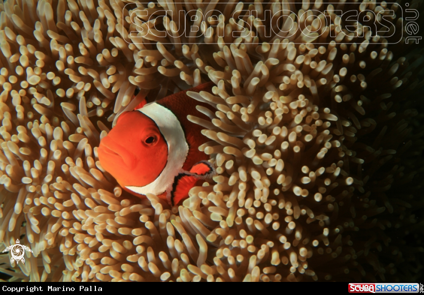 A anemone fish