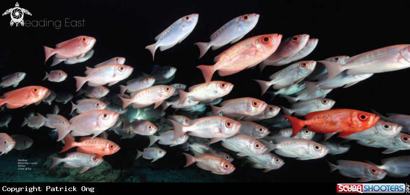 A Crescent-Tail Bigeye