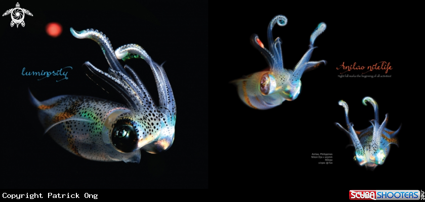 A Squid