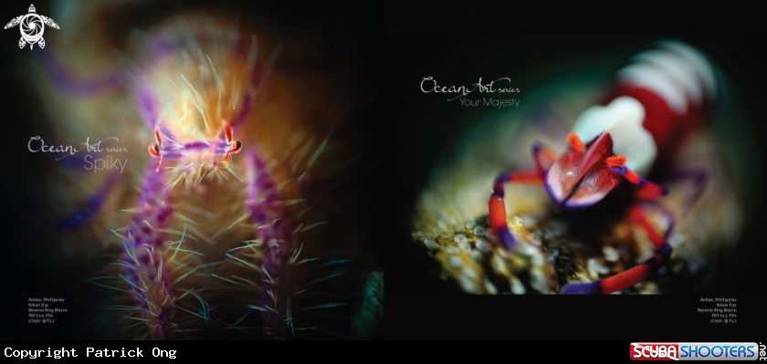 A Pink Hairy Squat Lobster (left) / Emperor Shrimp (right)