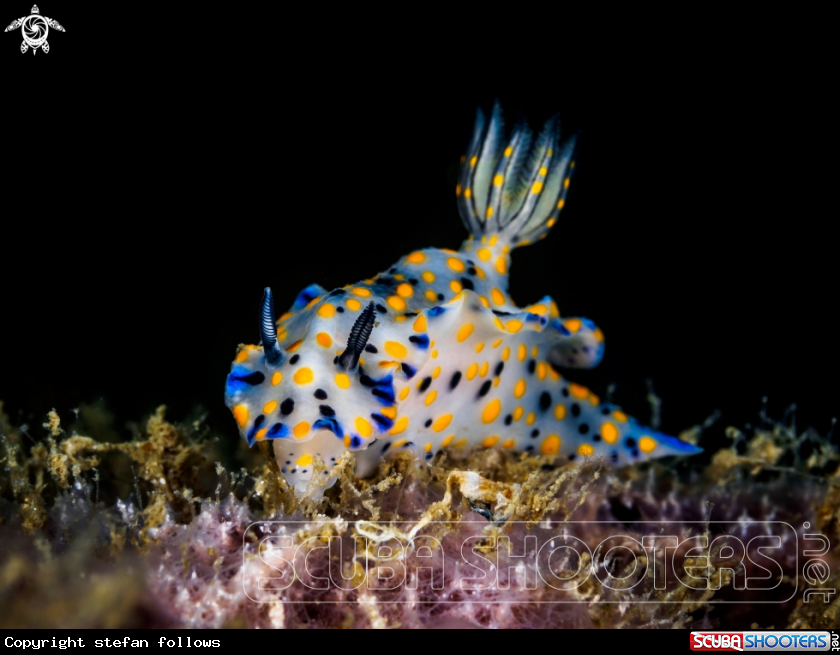 A Nudibranch