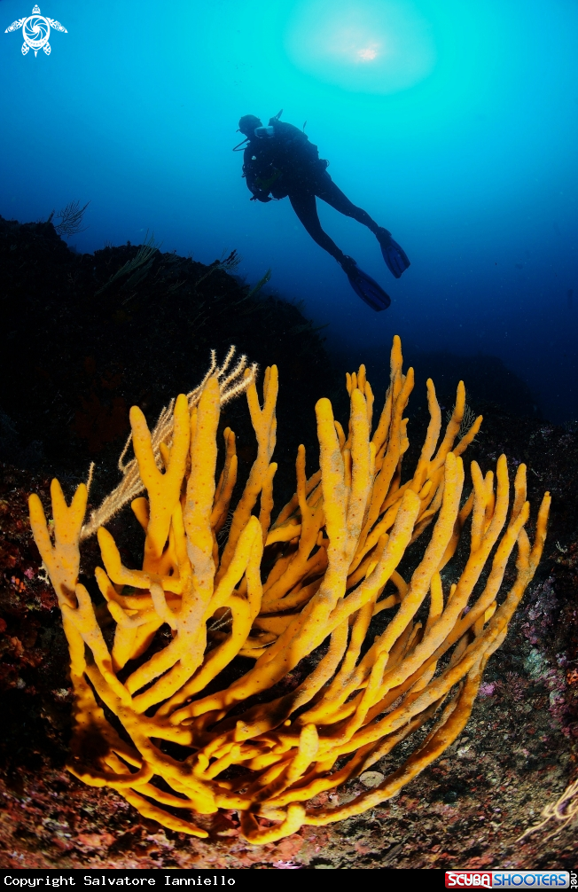 A underwater creature