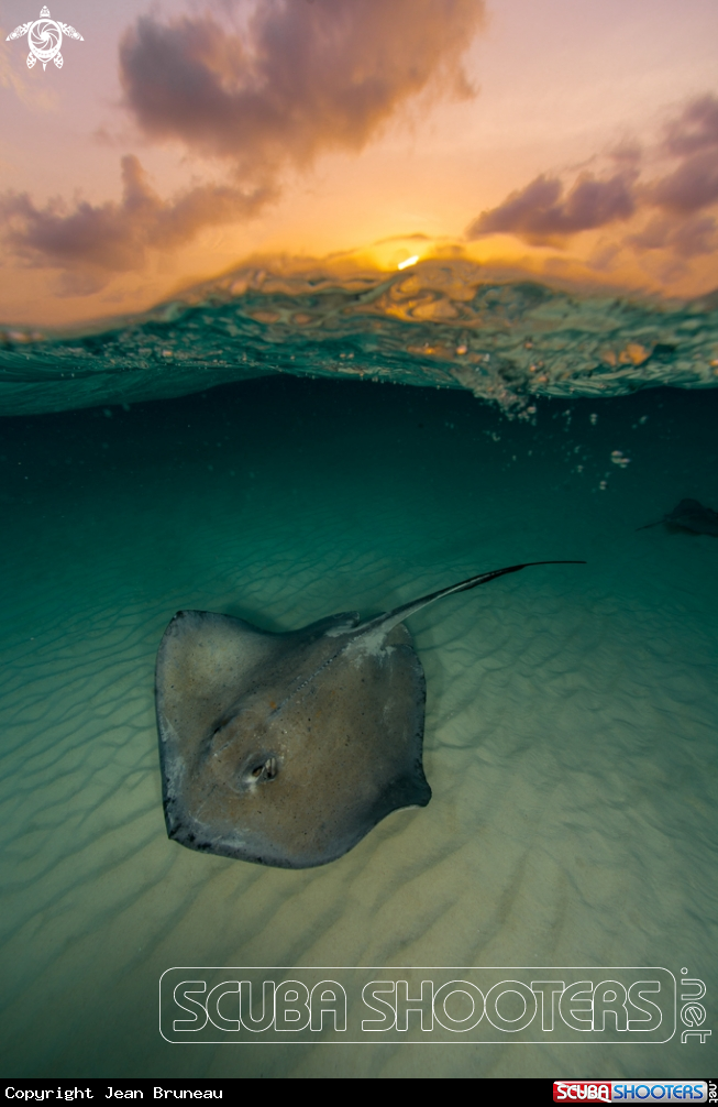 A Stingray