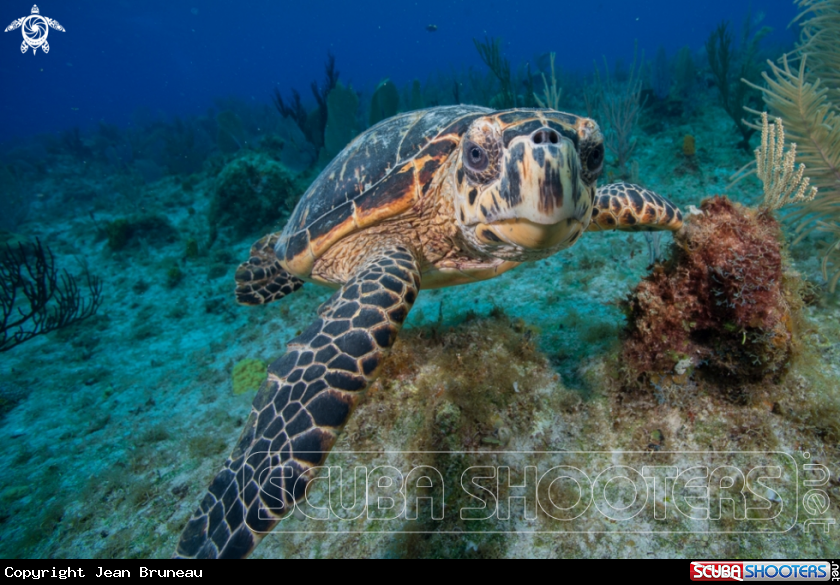 A Turtle