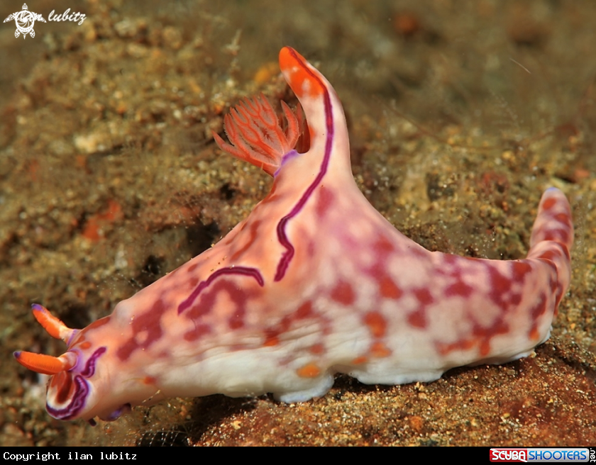 A nudibranch