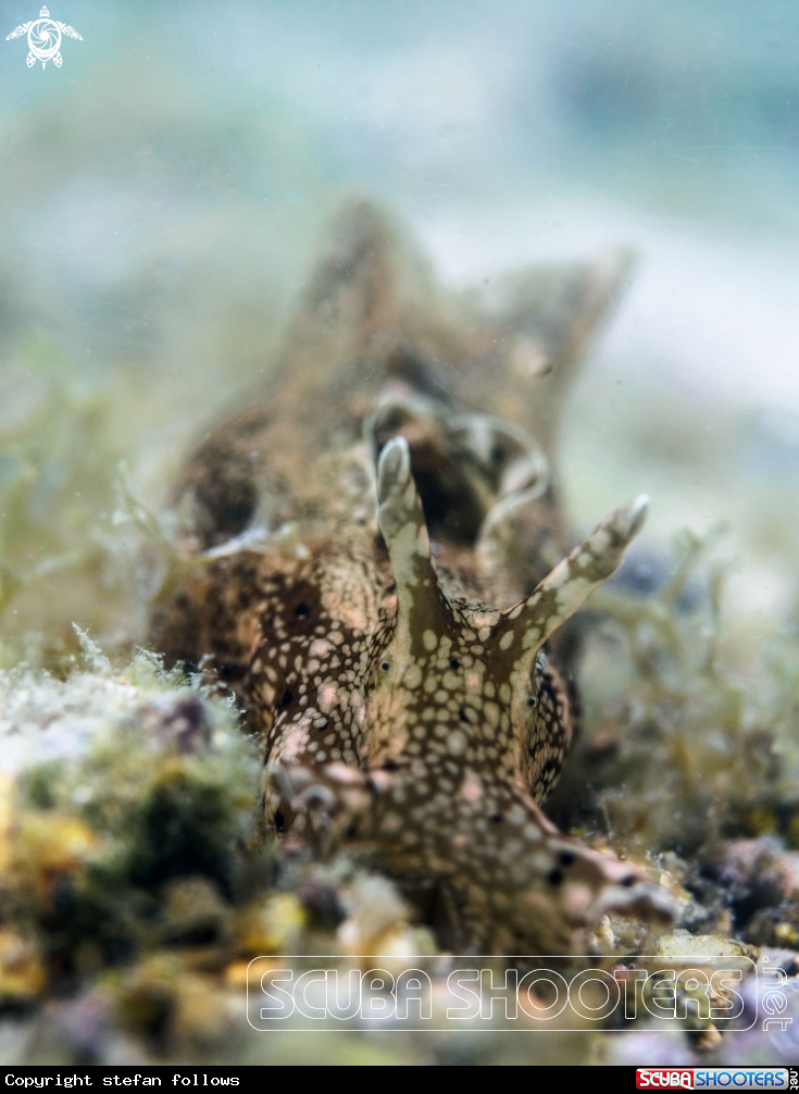 A Sea Hare