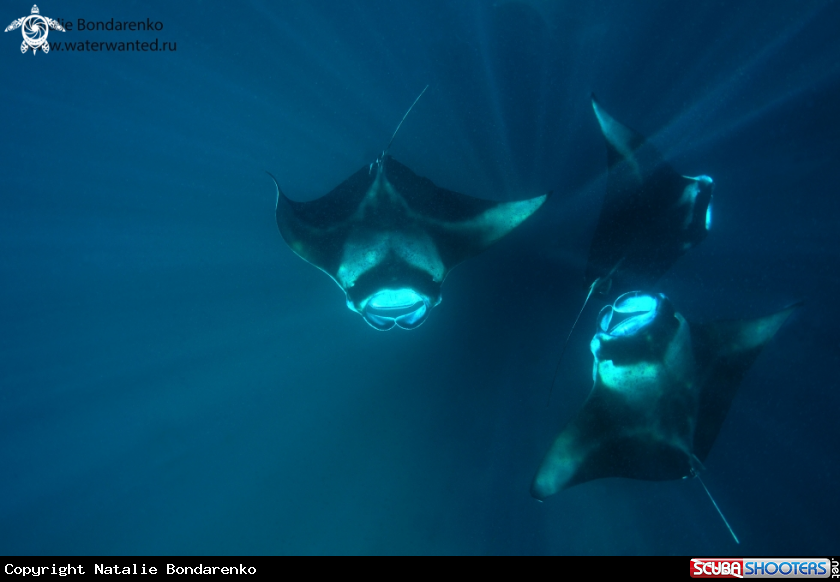 A Manta