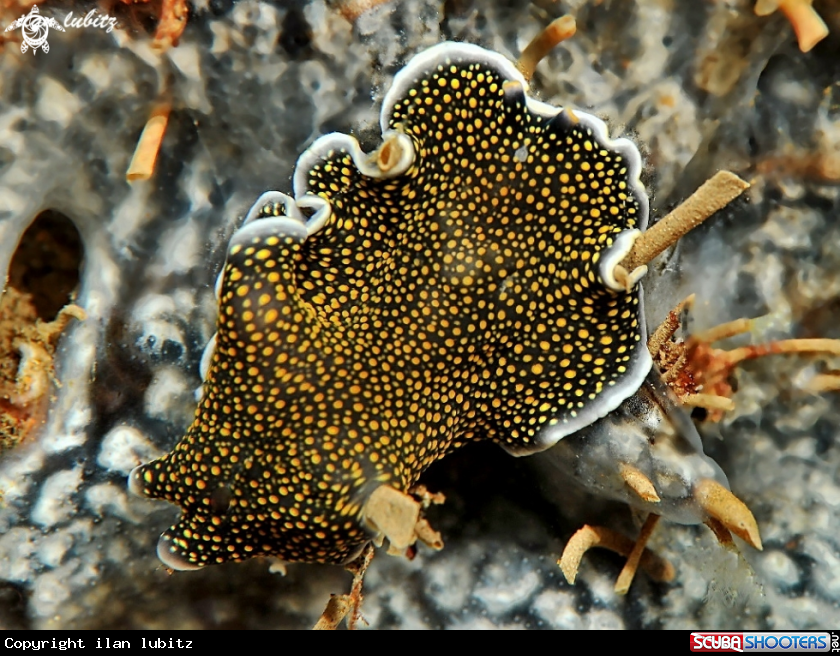 A  Marine worm 