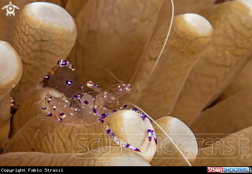 A Anemone shrimp