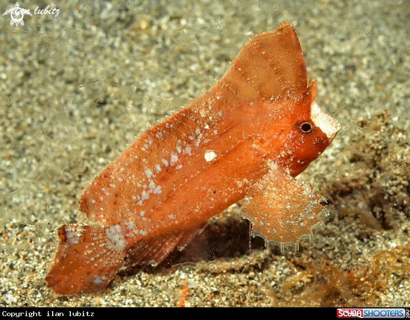 A Spiny Waspfish 