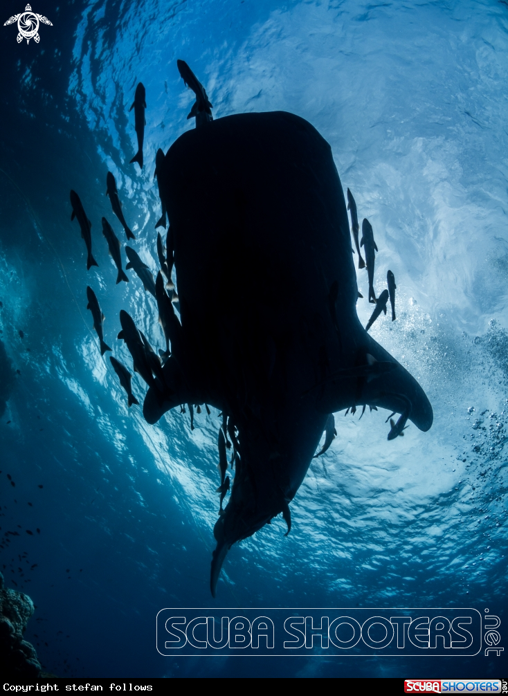 A Whale Shark