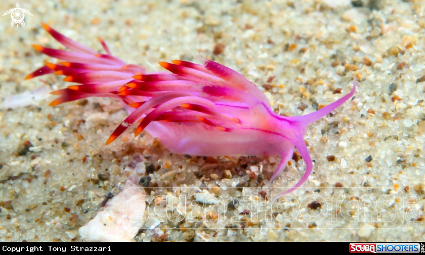 A Purple flabellina