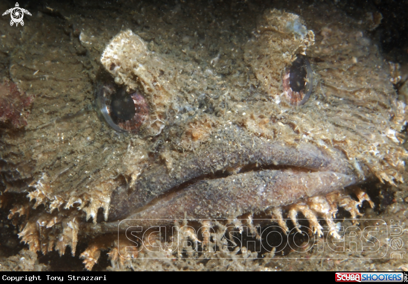 A Eastern frogfish