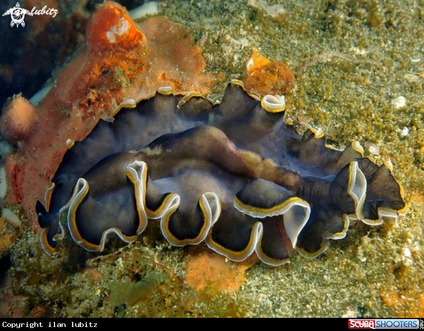 A flatworm