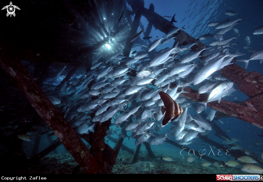 A School of Jacks