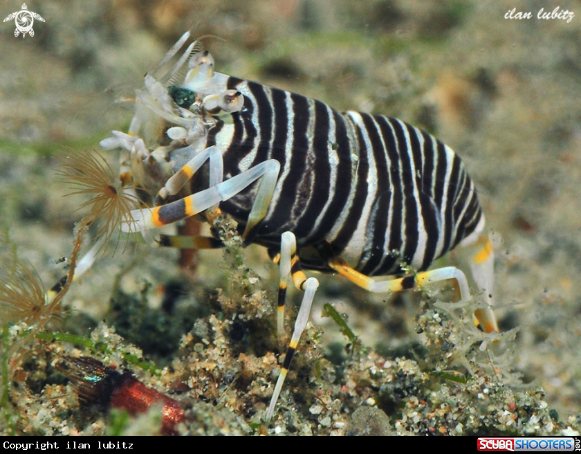 A Bumbelbee Shrimps