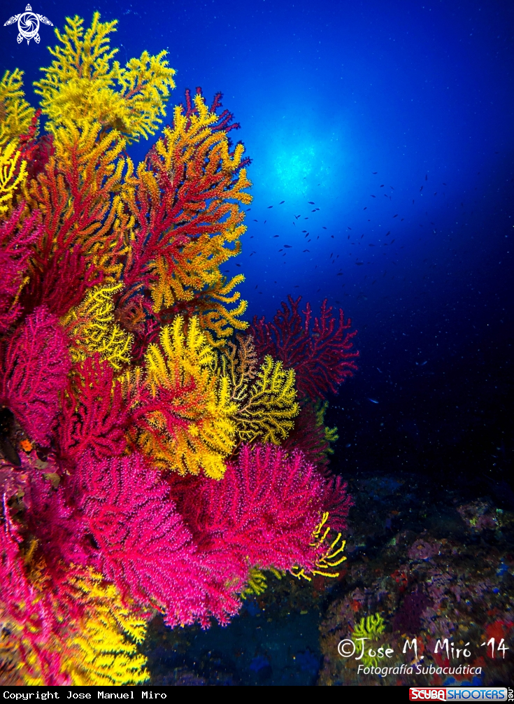 A Medas Gorgonian