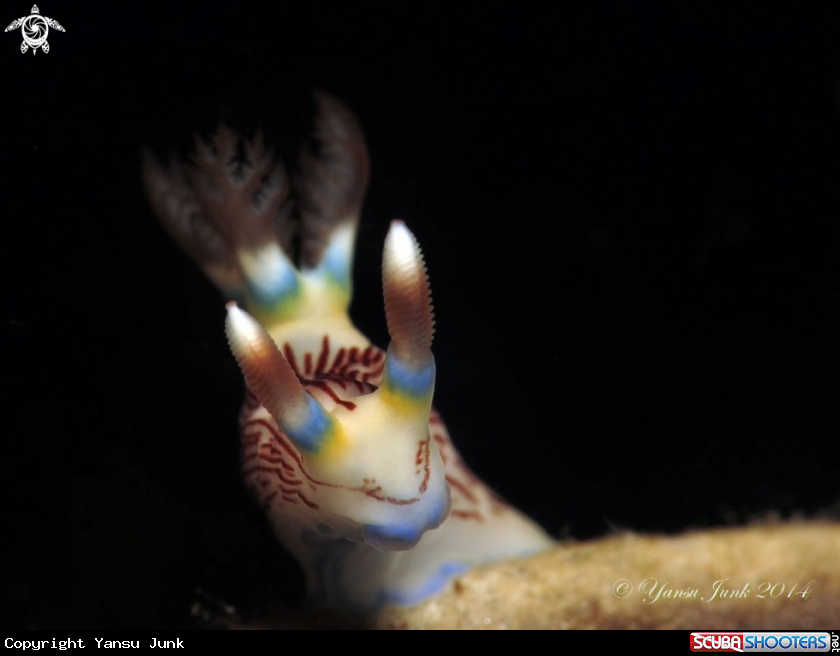 A Nembrotha Lineolata