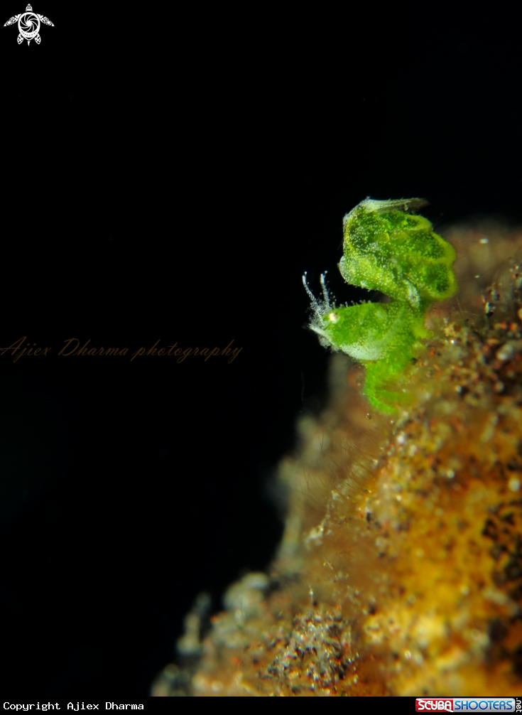 A algae shrimp 